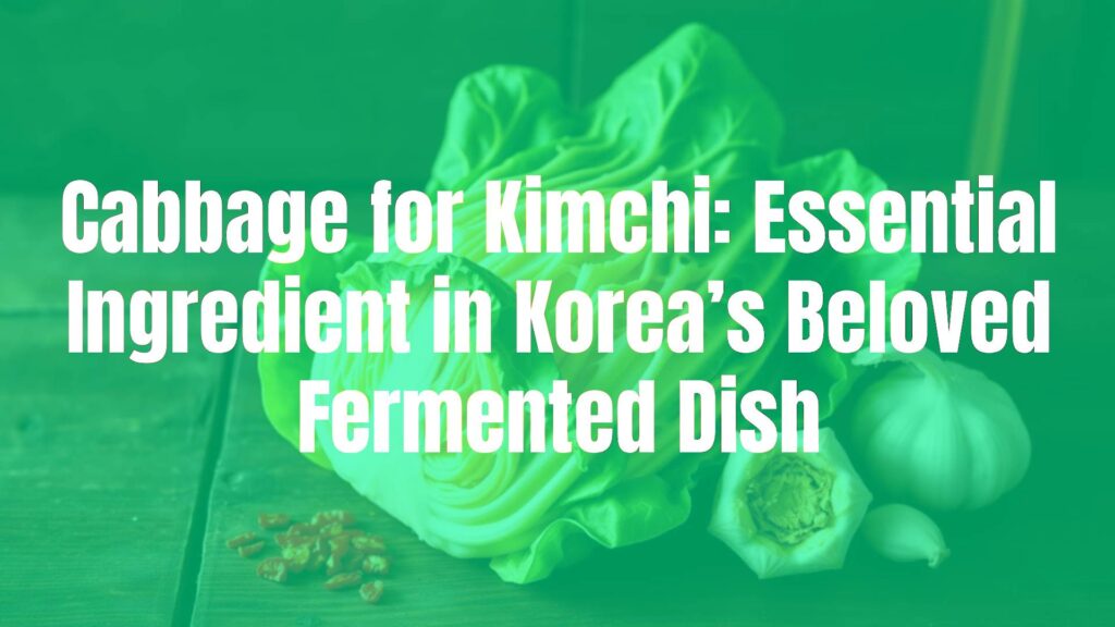 Fresh napa cabbage for kimchi, vibrant green and yellow leaves, arranged neatly on a traditional Korean wooden table, surrounded by kimchi ingredients like red pepper flakes and garlic, rustic and natural lighting, realistic.